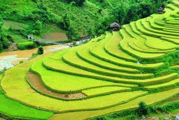 Les rizières en terrasse au Vietnam