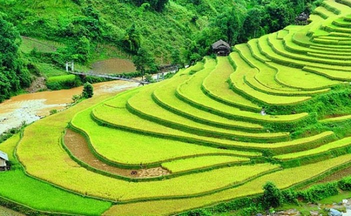 Les rizières en terrasse au Vietnam