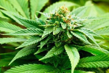 Le cannabis est aussi une plante médicinale