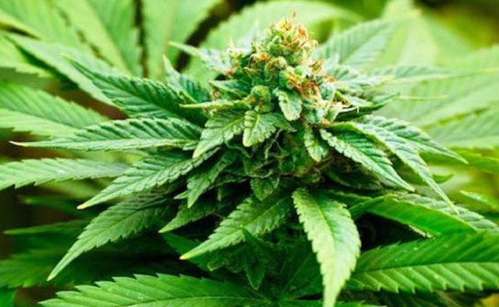 Le cannabis est aussi une plante médicinale