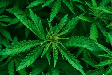 Quelles sont les formes et vertus thérapeutiques du cannabis légal ?