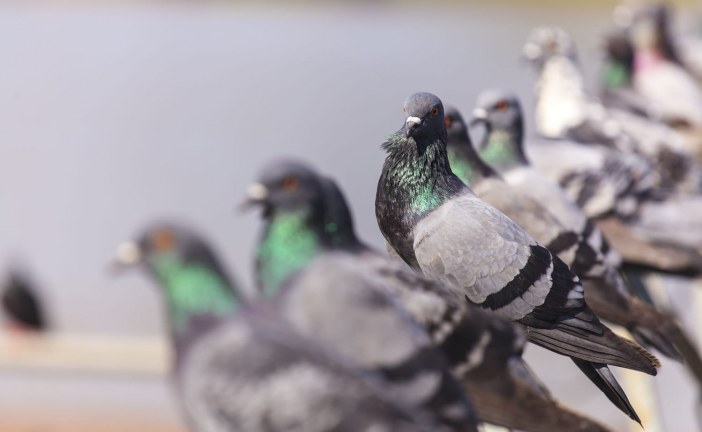 Les pigeons nuisibles : les astuces pour les contrer