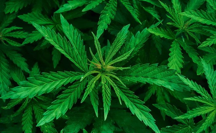 Quelles sont les formes et vertus thérapeutiques du cannabis légal ?
